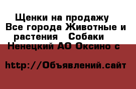 Щенки на продажу - Все города Животные и растения » Собаки   . Ненецкий АО,Оксино с.